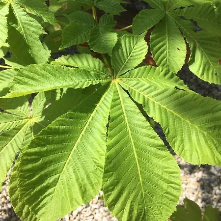 Szálloda Hotel Kastanie Im Herzen Der Stadt Herzogenaurachs Herzogenaurach